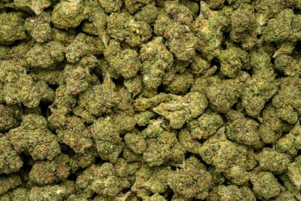 Bubble Gum
