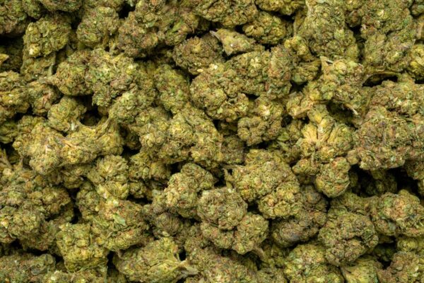 Gorilla Glue #4